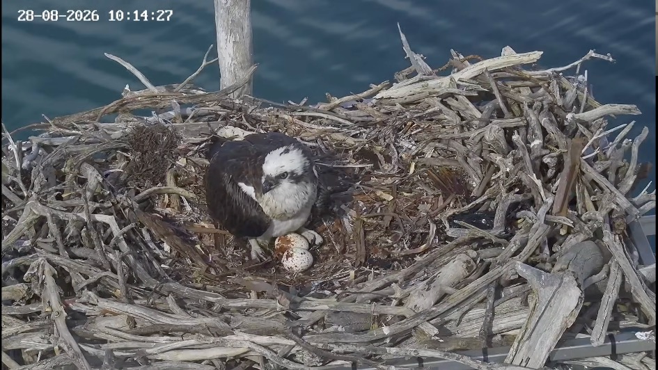 Osprey with two eggs